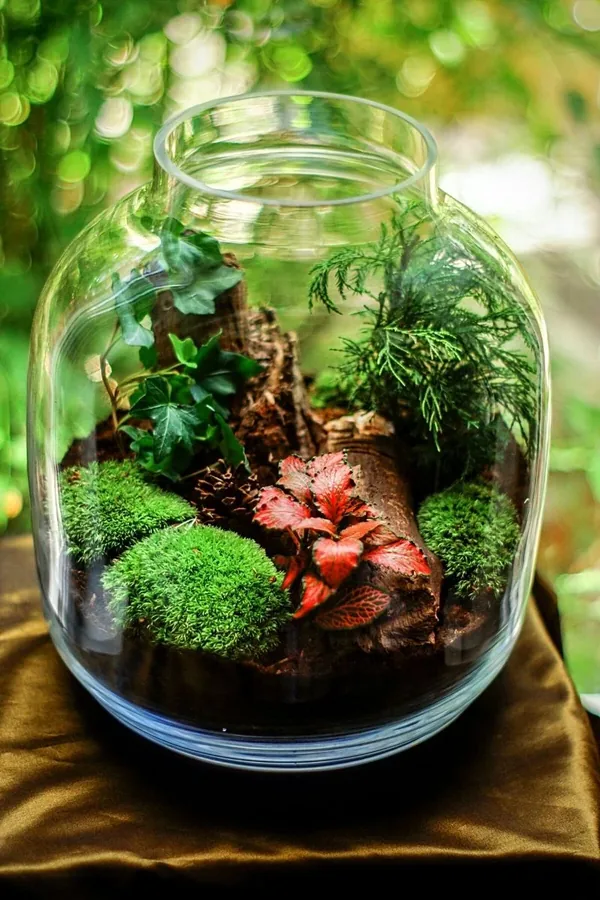Close-up of moss and foliage inside a terrarium