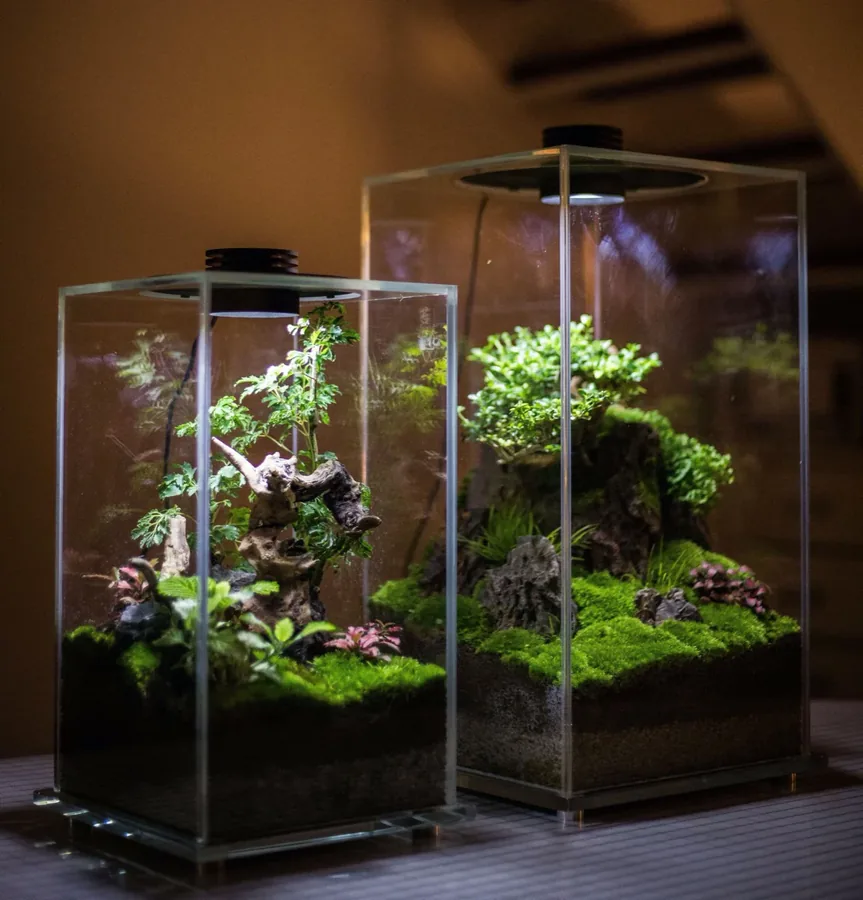 A layered terrarium with stones and greenery