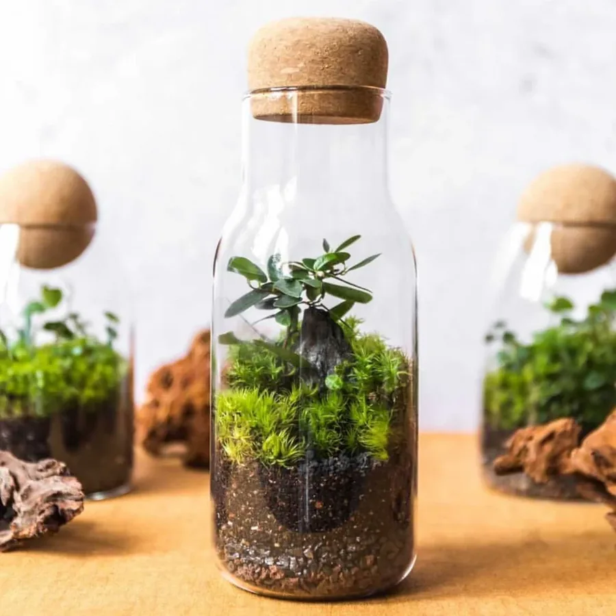 A terrarium catching natural light