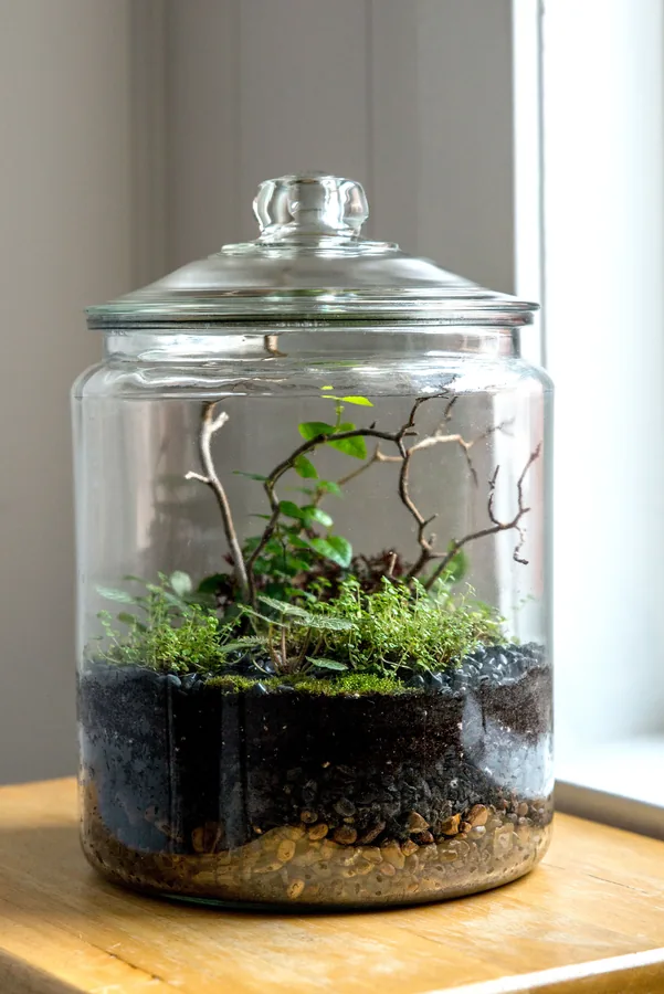 A small terrarium ecosystem up close