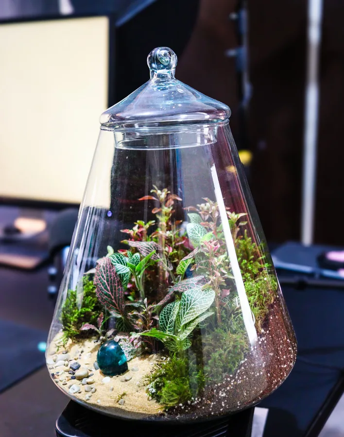 A terrarium placed at home among other plants